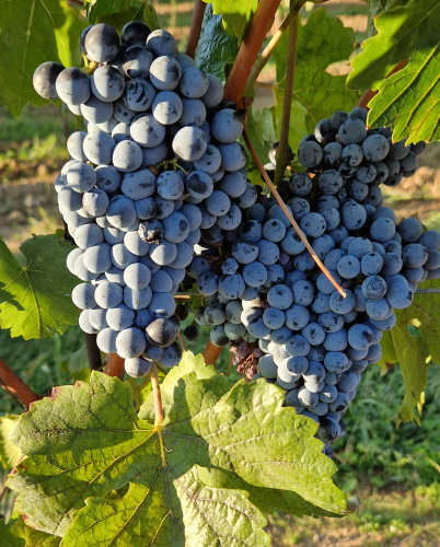 Grapes