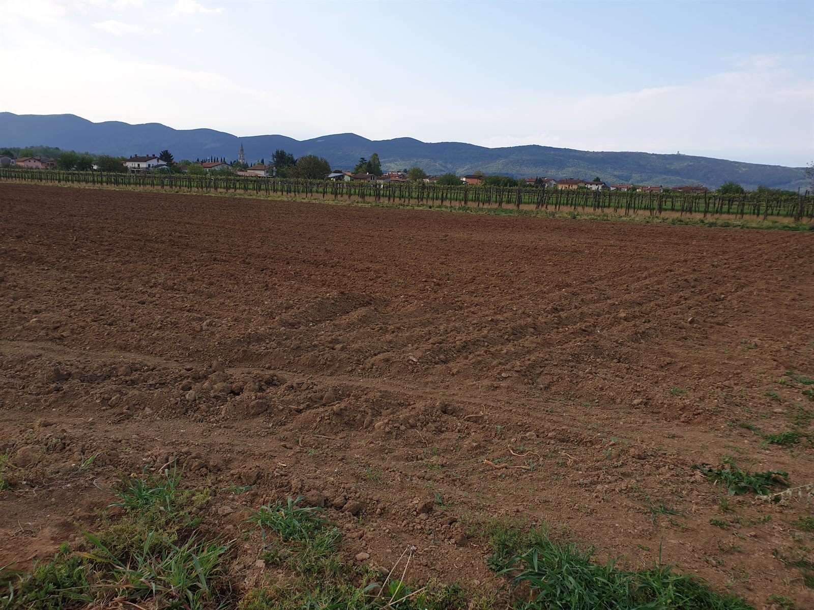Zorana njiva in vinogradi družine Koglot v Vrtojbi
